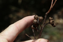 Eucalyptus biturbinata