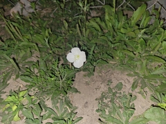 Oenothera tetraptera