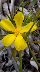 Hibbertia huegelii