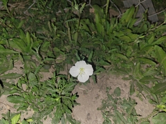 Oenothera tetraptera