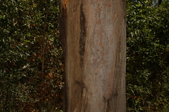 Eucalyptus biturbinata