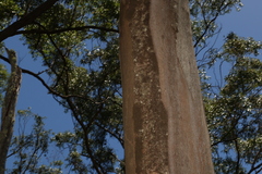 Eucalyptus biturbinata