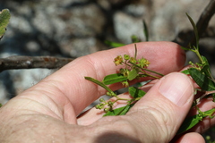 Dodonaea viscosa spatulata