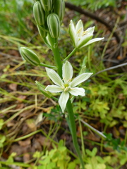 Ornithogalum narbonense