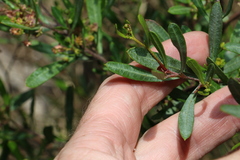 Dodonaea viscosa spatulata
