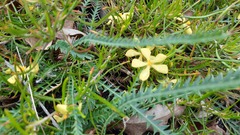 Hibbertia huegelii