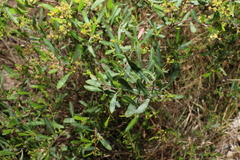 Dodonaea viscosa spatulata