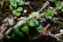 Chenopodium desertorum