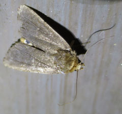 Bityla defigurata