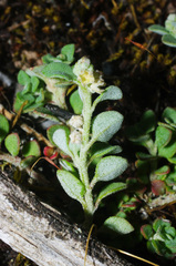 Chenopodium desertorum