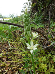 Ornithogalum narbonense