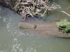 Rhinoclemmys funerea