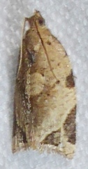Neocalyptis affinisana