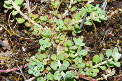 Chenopodium desertorum