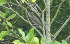 Philemon buceroides yorki