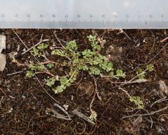 Chenopodium desertorum