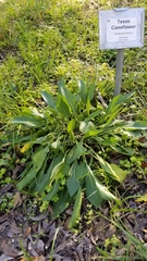 Rudbeckia texana