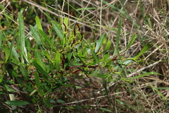 Dodonaea viscosa spatulata