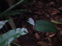 Heliconius cydno
