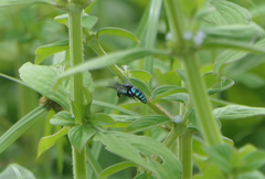 Thyreus nitidulus nitidulus