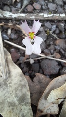 Stylidium androsaceum