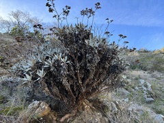 Eriogonum giganteum