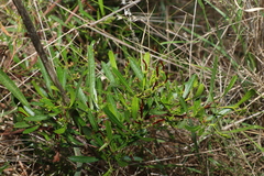 Dodonaea viscosa spatulata