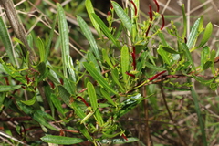 Dodonaea viscosa spatulata