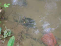 Rhinoclemmys funerea