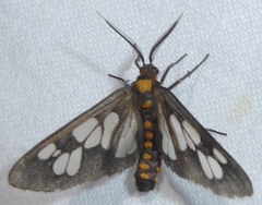 Eressa confinis