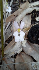 Stylidium androsaceum