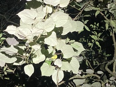 Protonotaria citrea