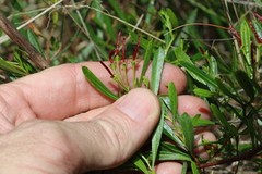 Dodonaea viscosa spatulata