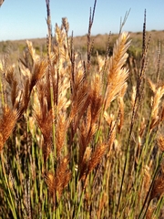 Thamnochortus punctatus