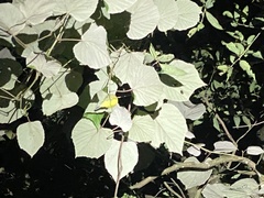 Protonotaria citrea