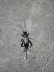 Melanogryllus desertus