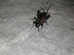 Melanogryllus desertus