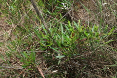 Dodonaea viscosa spatulata