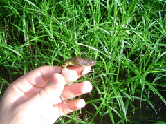 Lithobates warszewitschii