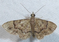Gymnoscelis lophopus