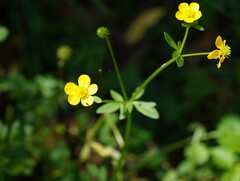 Ranunculus lappaceus