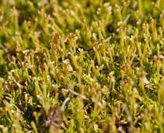 Scleranthus biflorus