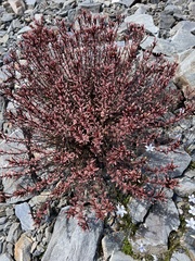 Epilobium melanocaulon