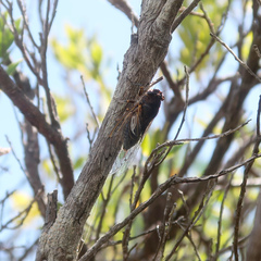 Gelidea torrida