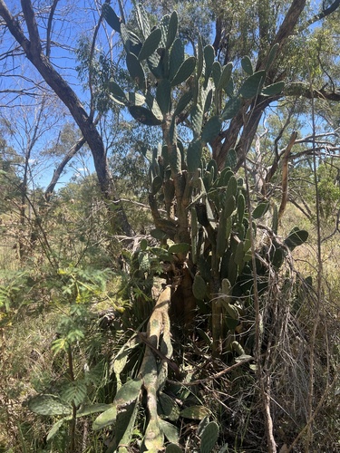 Opuntia tomentosa