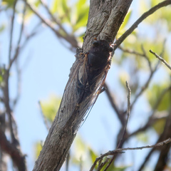 Gelidea torrida