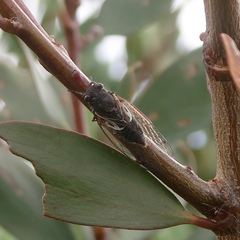 Gelidea torrida