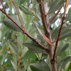 Gelidea torrida