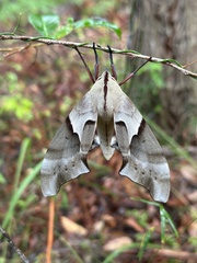Coequosa australasiae
