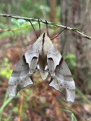 Coequosa australasiae